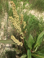 Rumex chrysocarpos