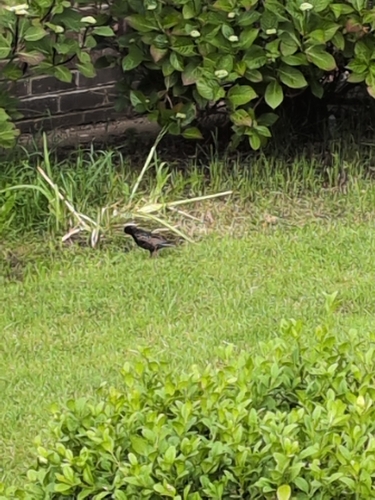 European Starling