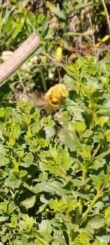 iNaturalist observation photo of Valley Carpenter Bee
