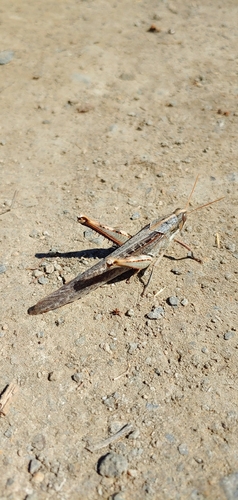 iNaturalist observation photo of Gray Bird Grasshopper