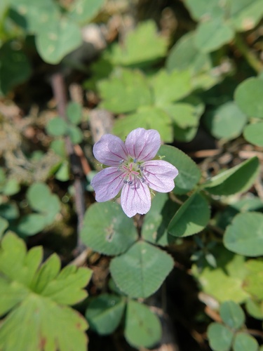 Geranium nepalense, photograph 1