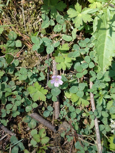 Geranium nepalense, photograph 2