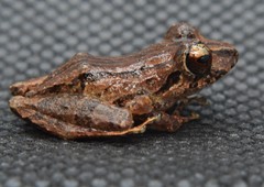 Pristimantis martiae