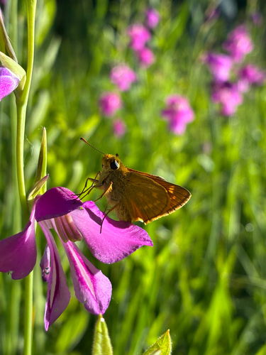Large Skipper
