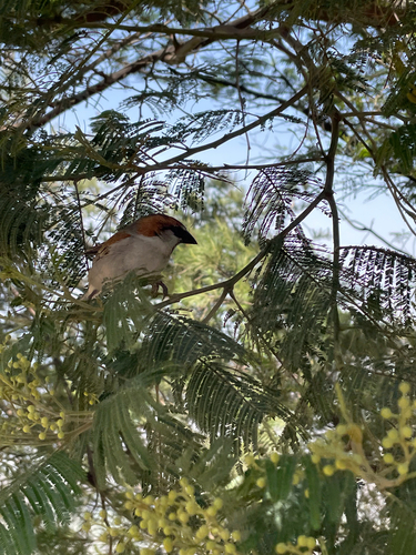 iNaturalist image