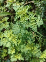 Boenninghausenia albiflora, photograph (c) Subhadra Devi, some rights reserved (CC BY)