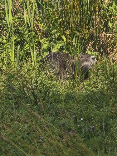 Coypu