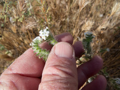 Cryptantha muricata
