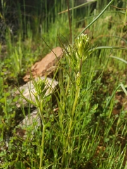 Castilleja attenuata