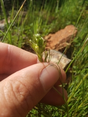 Castilleja attenuata