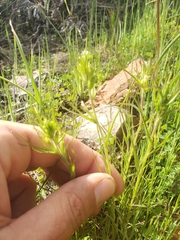 Castilleja attenuata