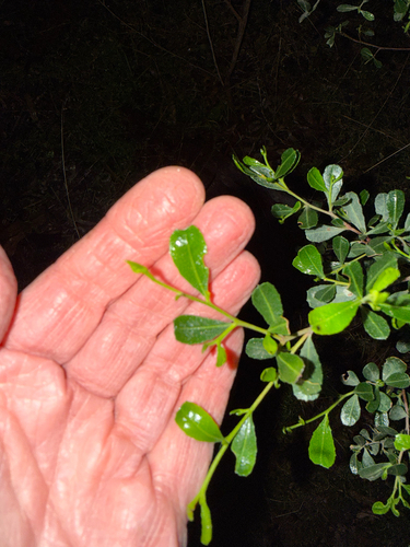Dodonaea viscosa observed 2026-06-18