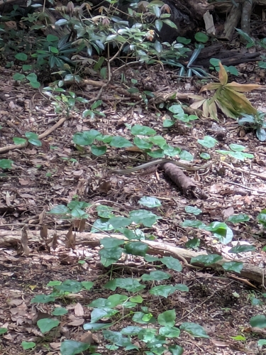 Japanese Ratsnake