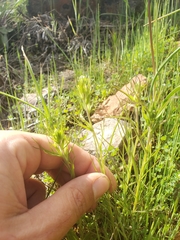 Castilleja attenuata