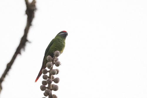 Oreopsittacus arfaki observed 2018-07-03