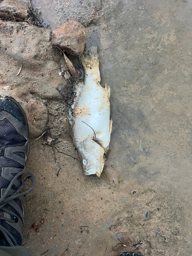 Golden Perch