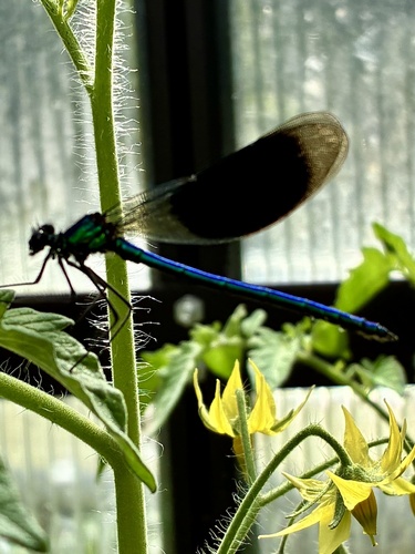 Banded Demoiselle