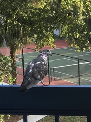 Columba livia domestica