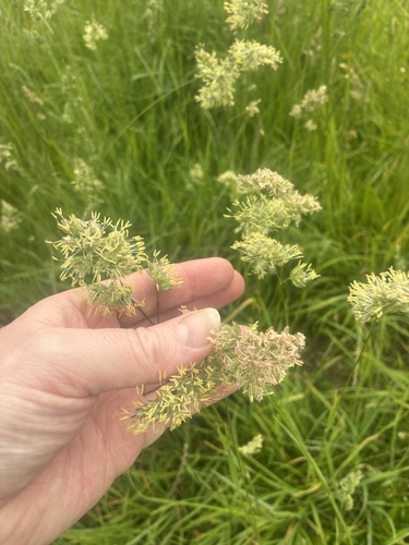 orchard grass