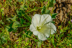 Calystegia subacaulis