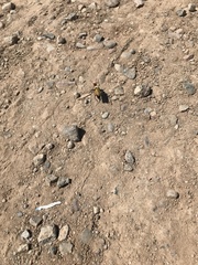 Tegrodera aloga