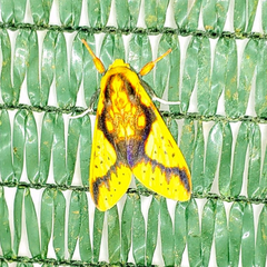Symphlebia