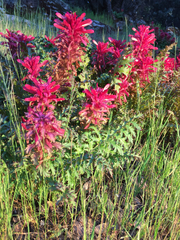 Pedicularis densiflora densiflora