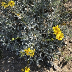 Encelia farinosa