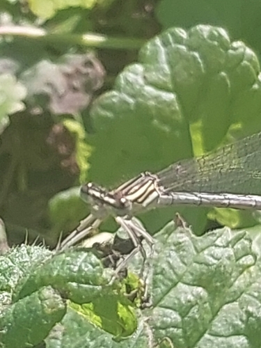 Blue Featherleg