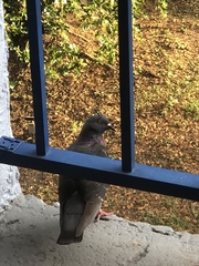 Columba livia domestica