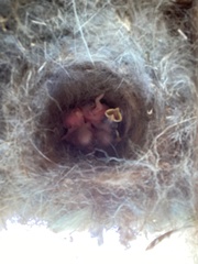 Poecile carolinensis