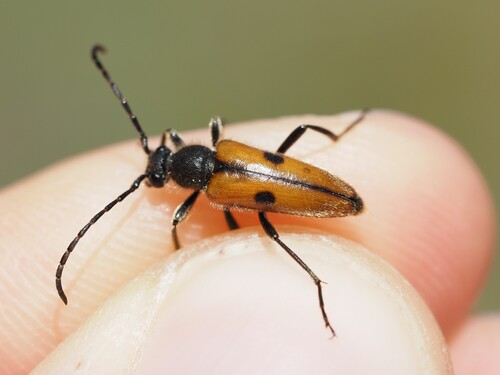 Long-horned beetle