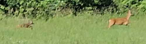 Western Roe Deer