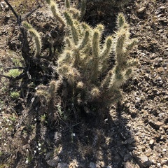 Cylindropuntia echinocarpa