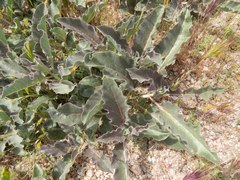Asclepias nyctaginifolia