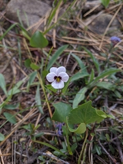Viola cuneata
