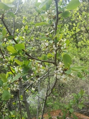 Prunus subcordata
