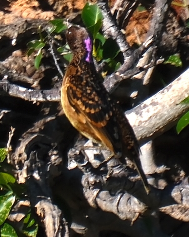 Western Bowerbird (Chlamydera guttata), photo 2