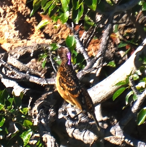 Western Bowerbird (Chlamydera guttata)