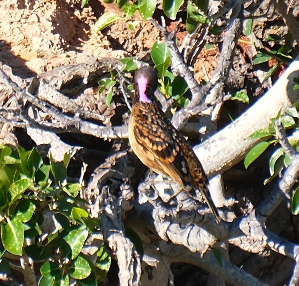 Western Bowerbird (Chlamydera guttata), photo 4