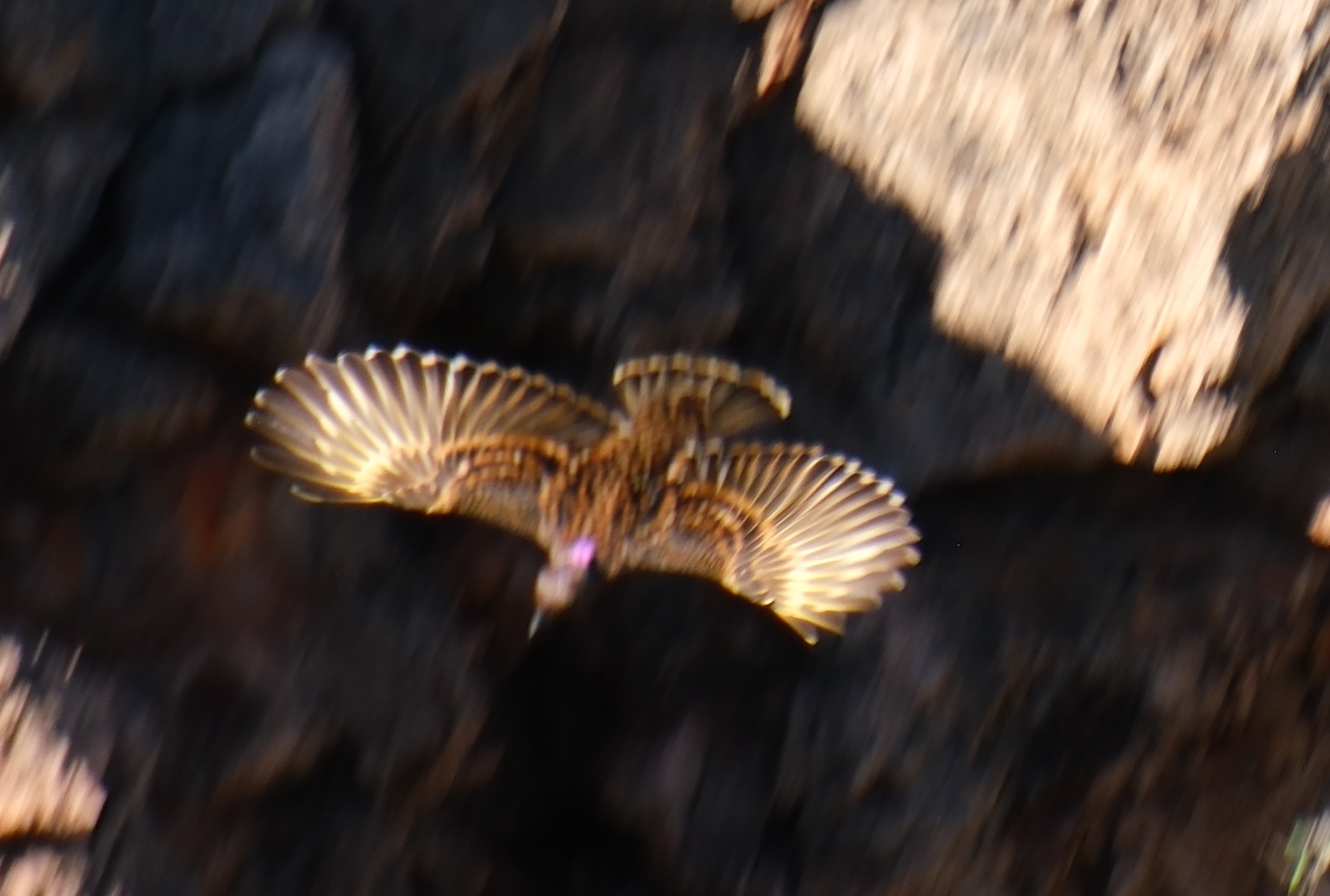 Western Bowerbird (Chlamydera guttata), photo 3