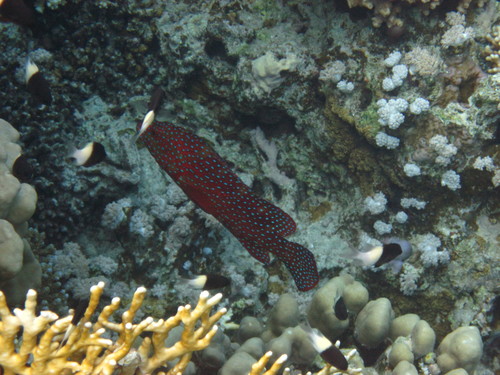 Cephalopholis miniata