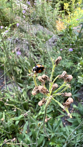 Asiatischer Marienkäfer