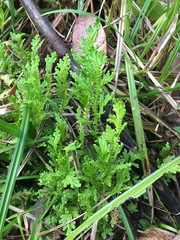 Selaginellaceae