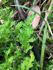 Selaginellaceae
