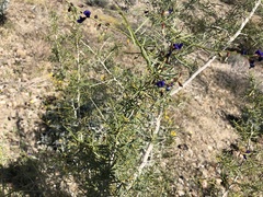 Psorothamnus schottii