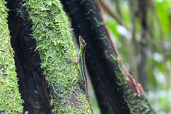 Anolis anchicayae