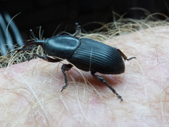 Scyphophorus