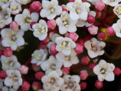 Viburnum tinus tinus