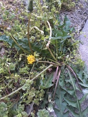 Taraxacum officinale